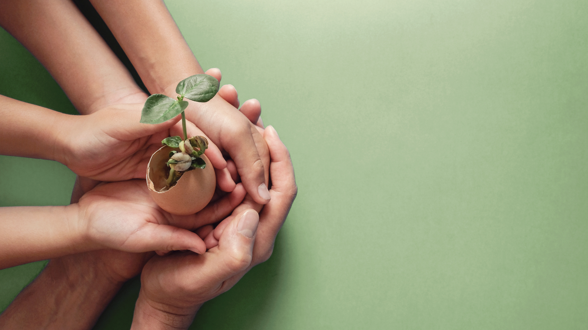 Mains d'adultes et d'enfant entourant avec soin une jeune pousse de plante sortant d'une coquille d'œuf, symbolisant la protection de la famille et l'avenir.