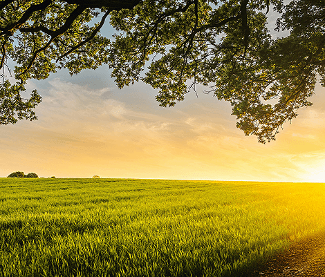 Paysage de campagne au coucher du soleil avec un champ verdoyant